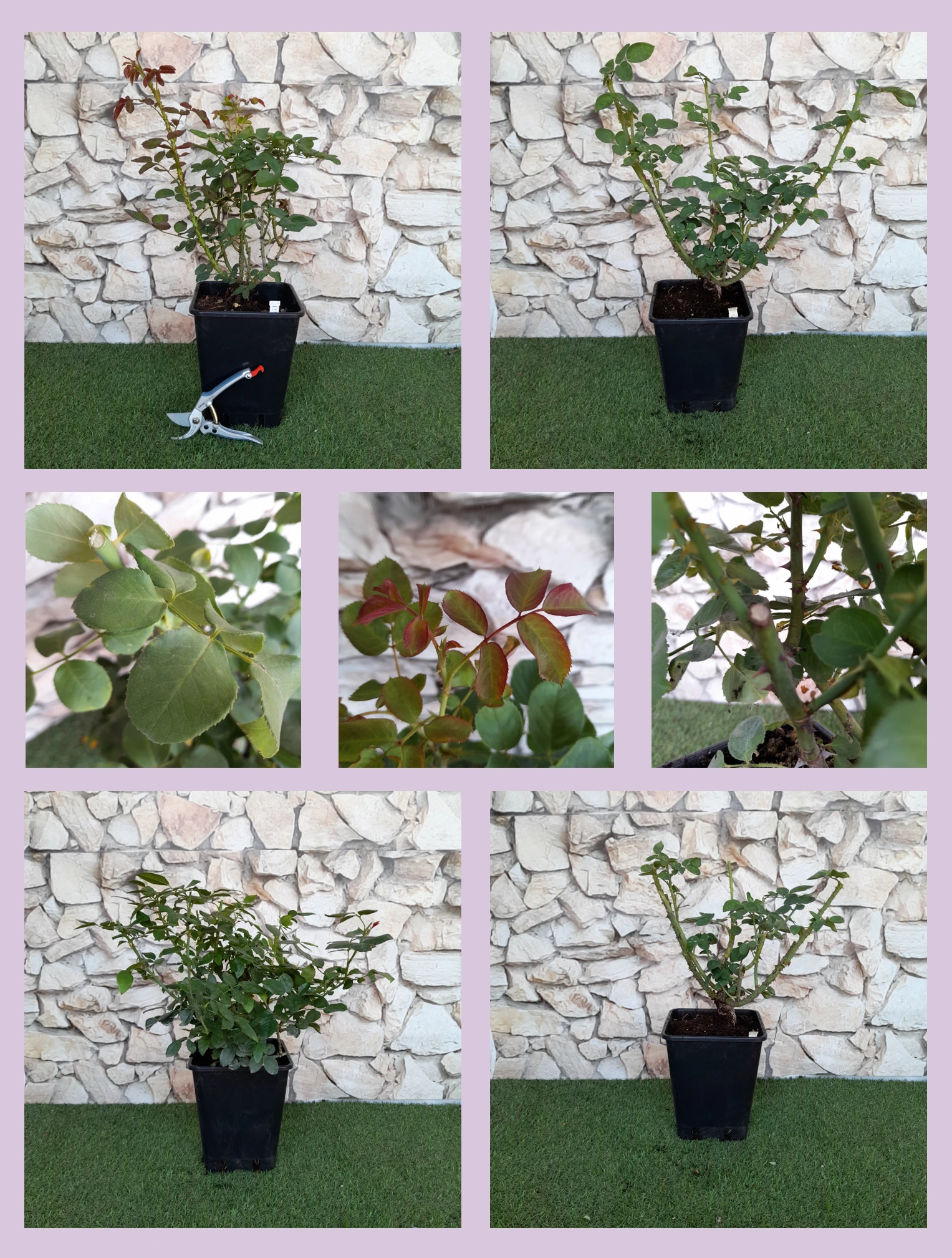 Parkrose - Rosa - Dezent Duftende Rose - Aprikosenaroma - Ballerina ...
